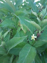 Mandevilla foliosa