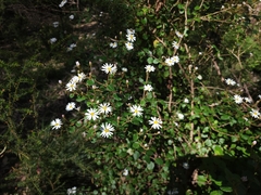 Olearia tomentosa