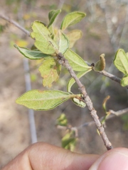 Vangueria dryadum