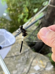 Pseudothemis zonata