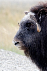 Ovibos moschatus