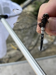 Pseudothemis zonata