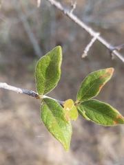 Vangueria dryadum