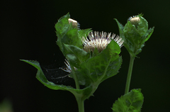 Cirsium oleraceum