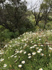 Argyranthemum frutescens