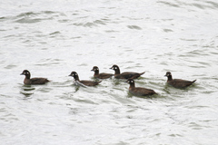 Histrionicus histrionicus