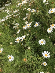 Argyranthemum frutescens