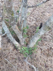 Vangueria dryadum