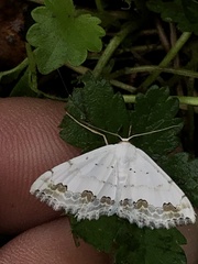 Scopula ornata