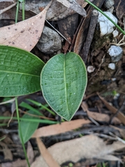 Cryptostylis leptochila