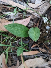 Cryptostylis leptochila
