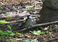 Phylidonyris niger niger