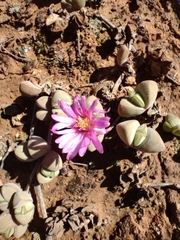 Braunsia maximilianii
