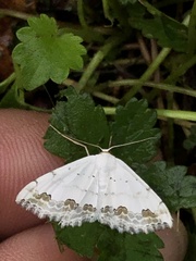 Scopula ornata