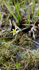 Ranunculus inundatus