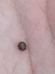 Armadillidium versicolor