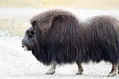 Ovibos moschatus