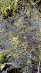Ranunculus inundatus