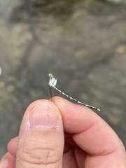 Platycnemis