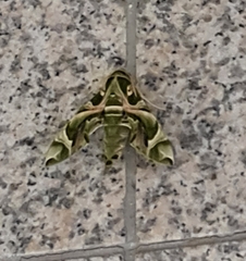 Daphnis nerii