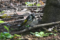 Phylidonyris niger niger