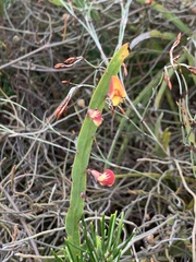 Bossiaea