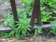 Cannabis sativa spontanea