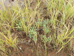 Myrica gale tomentosa