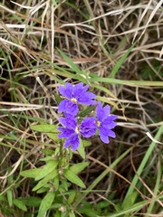 Dampiera stricta