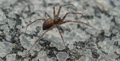 Lepthyphantes leprosus