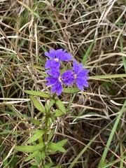 Dampiera stricta