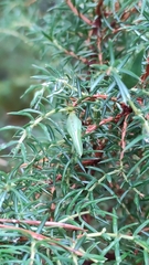 Oligotrophus panteli