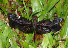 Rhyothemis princeps
