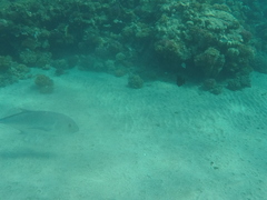 Caranx ignobilis