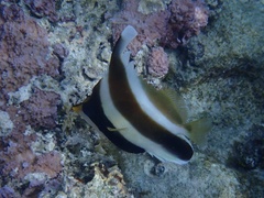Heniochus chrysostomus