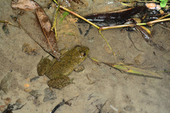 Hoplobatrachus chinensis