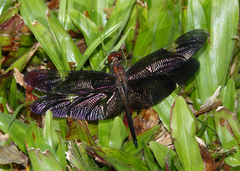 Rhyothemis princeps
