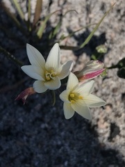 Hesperantha falcata