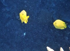 Pomacentrus moluccensis