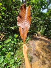 Campnosperma auriculatum