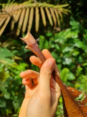 Campnosperma auriculatum