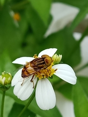 Eristalinus megacephalus