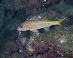 Mulloidichthys vanicolensis