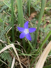 Wahlenbergia gracilis