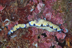 Hypselodoris imperialis