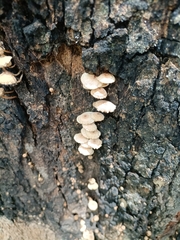 Agaricomycetidae