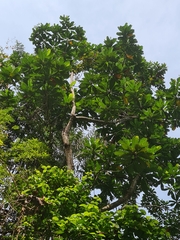 Campnosperma auriculatum