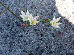 Hesperantha falcata