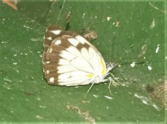 Belenois creona