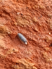 Armadillidium versicolor